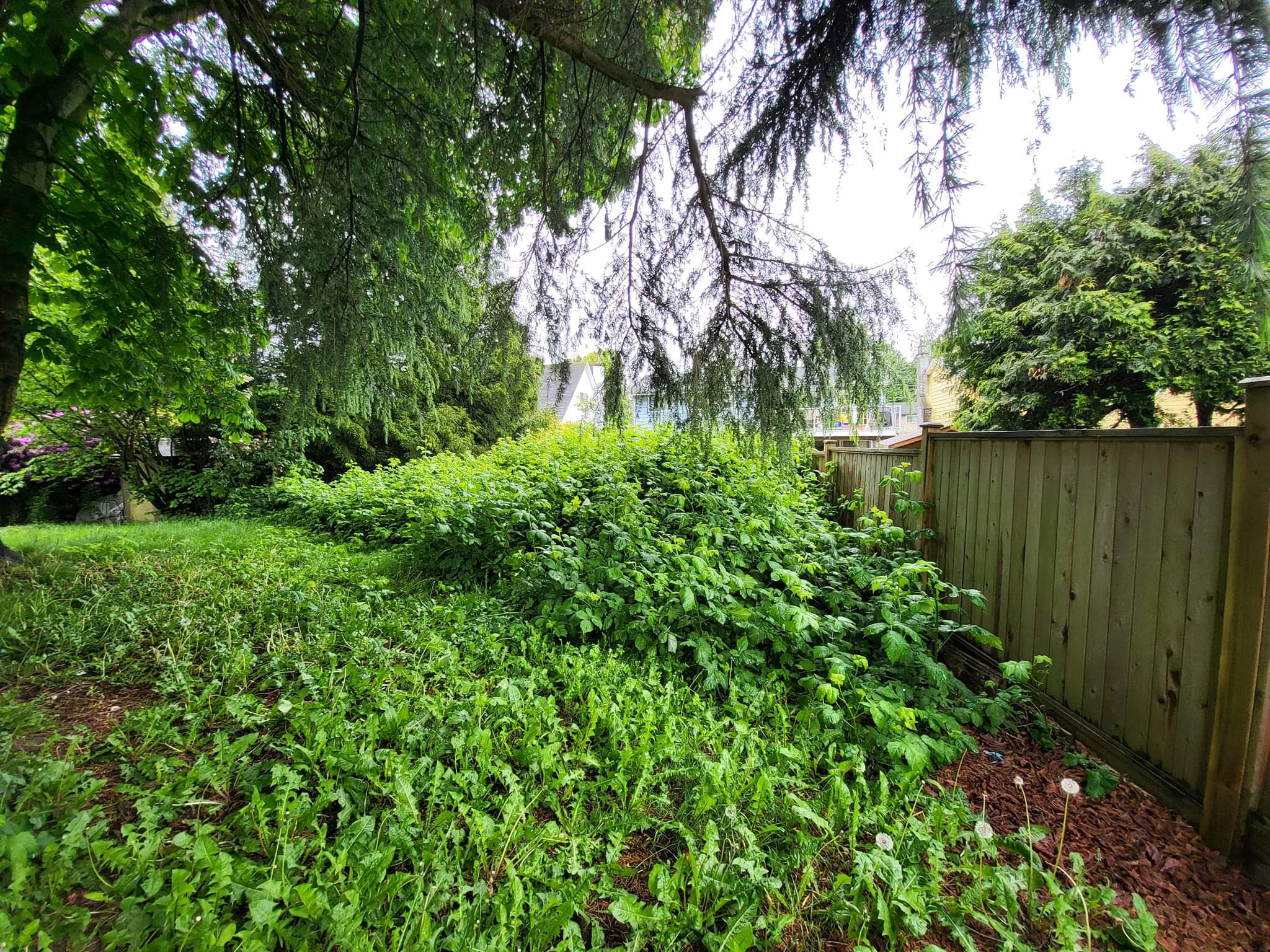 Client's yard overgrown with blackberry bushes in Langley, BC
