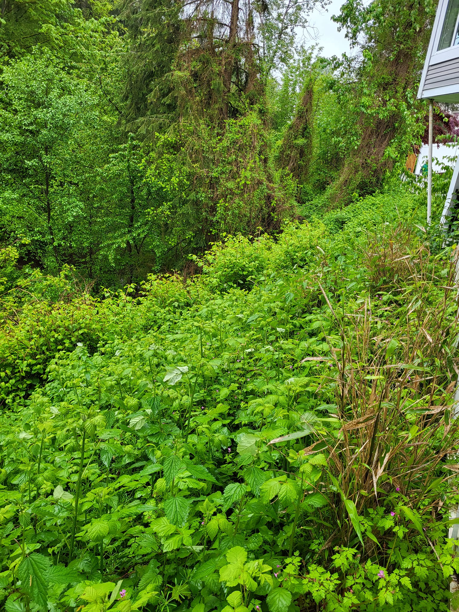 Invasive blackberry bushes covering someone's property entirely in Vancouver, BC